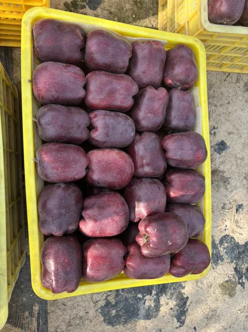 天水高山花牛，红富士