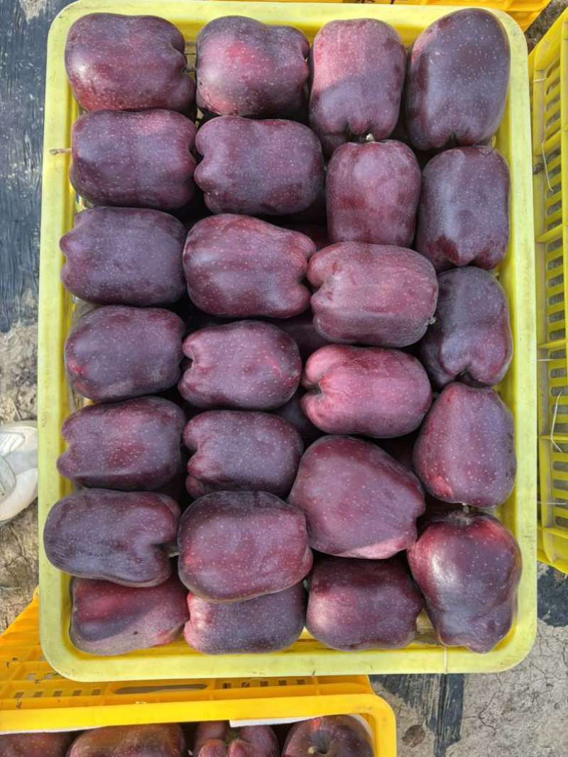 天水高山花牛，红富士