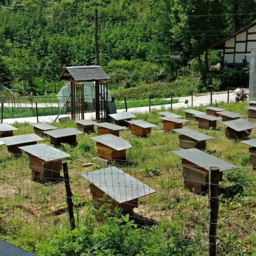 高山老槽蜂蜜