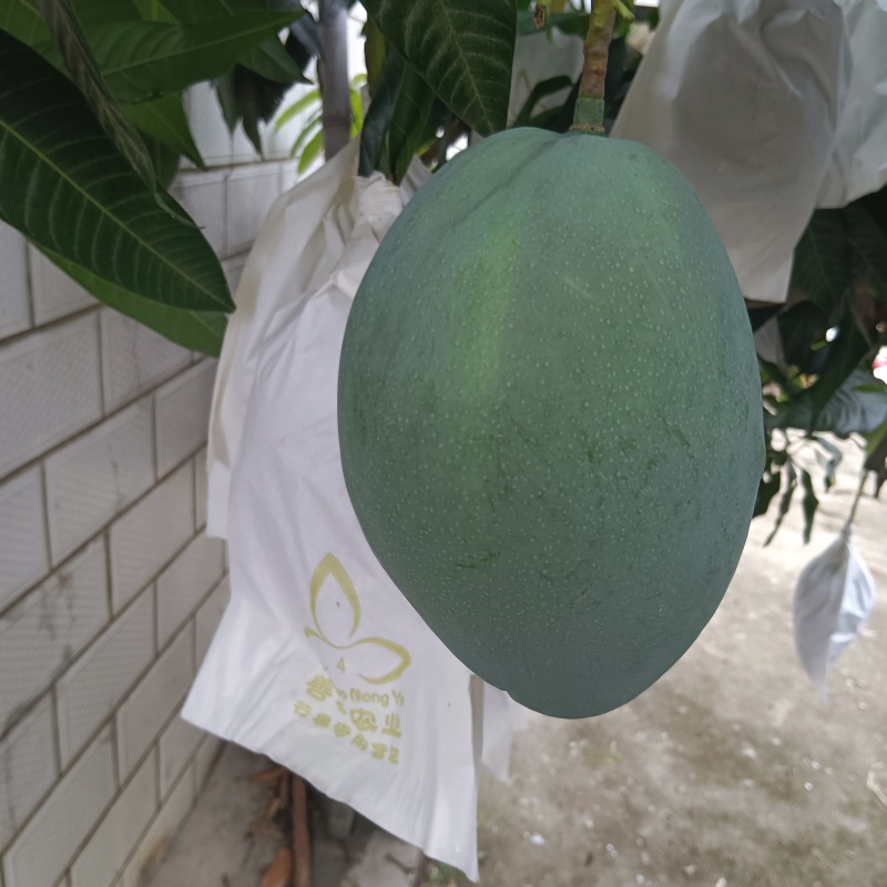 攀枝花芒果
