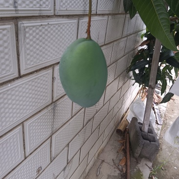 攀枝花芒果