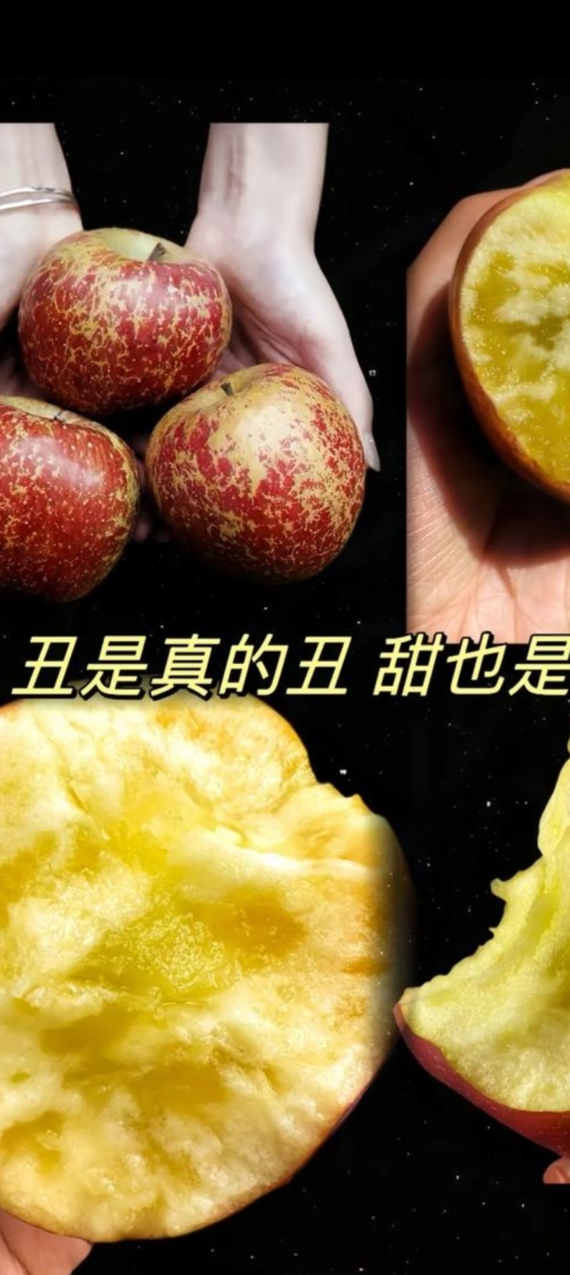 云南昭通丑苹果，糖心苹果