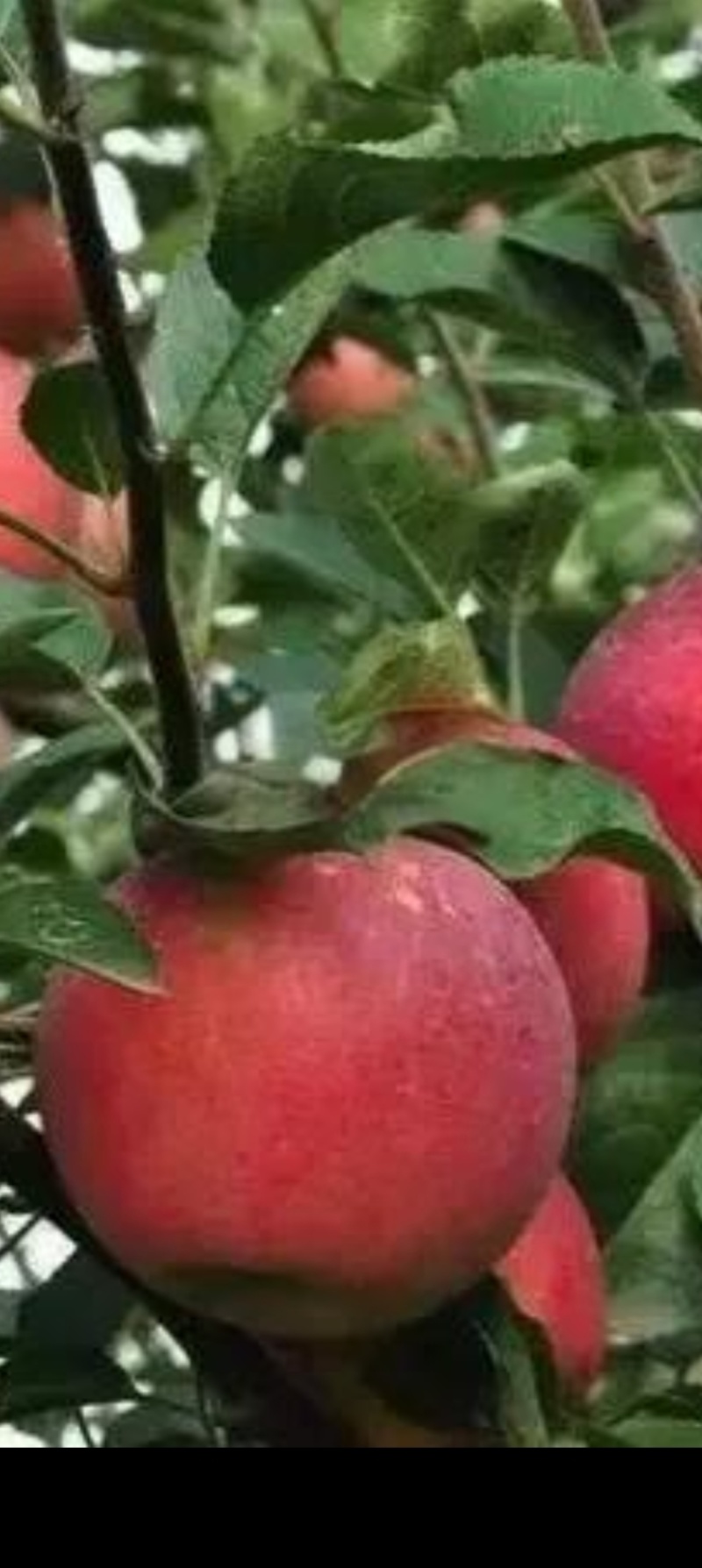 云南昭通丑苹果，糖心苹果