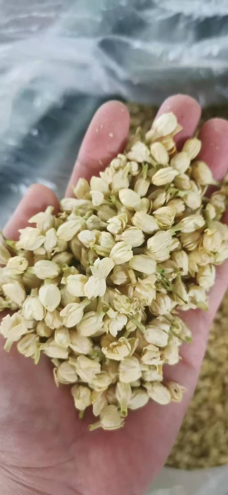 茉莉花蕾雪球