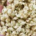 茉莉花蕾雪球