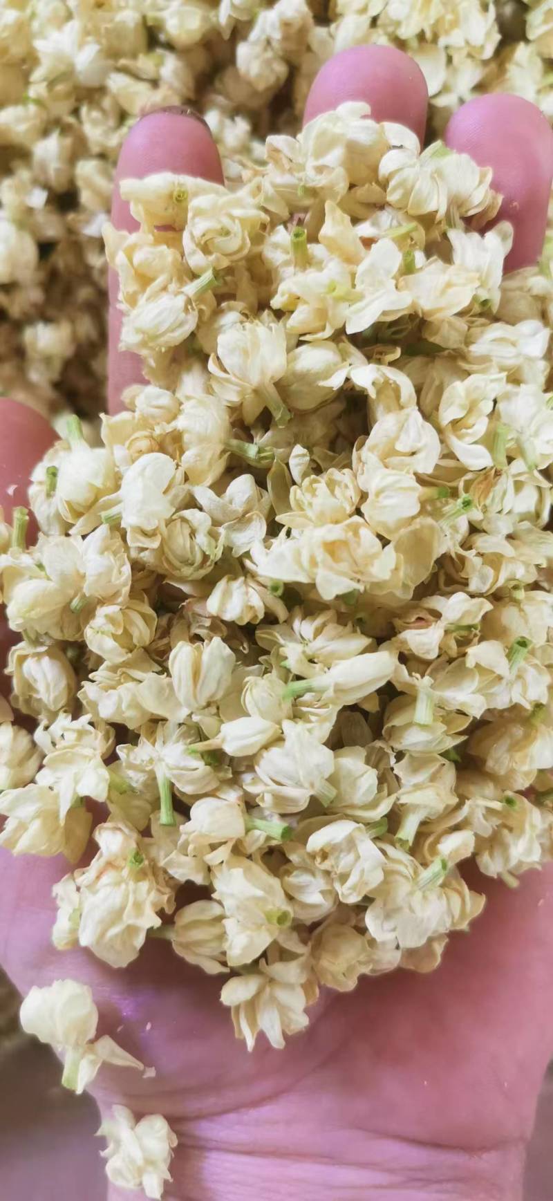 茉莉花蕾雪球