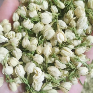 茉莉花蕾雪球