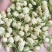茉莉花蕾雪球