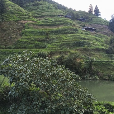桂花树银杏树