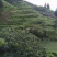 桂花树银杏树