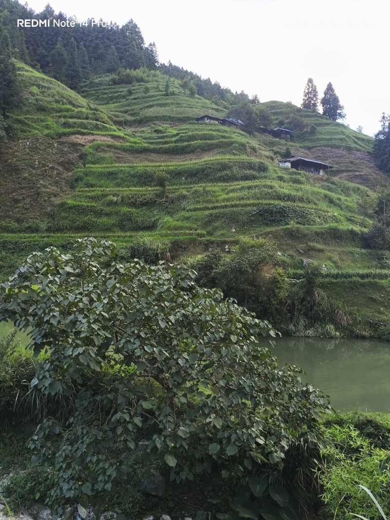 桂花树银杏树