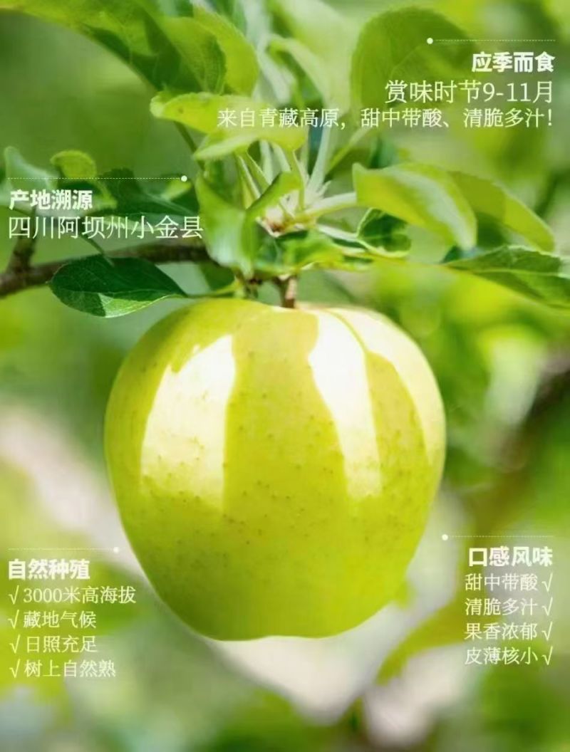 小金金冠苹果
