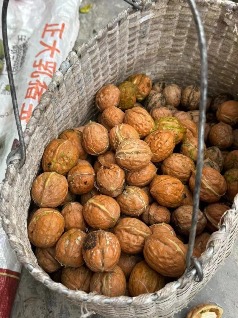 甘肃核桃