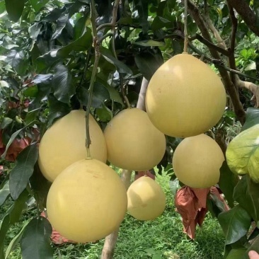梅州蜜柚