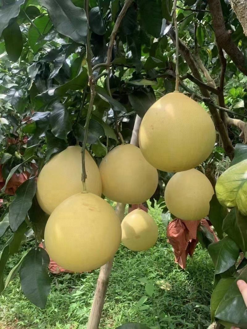 梅州蜜柚