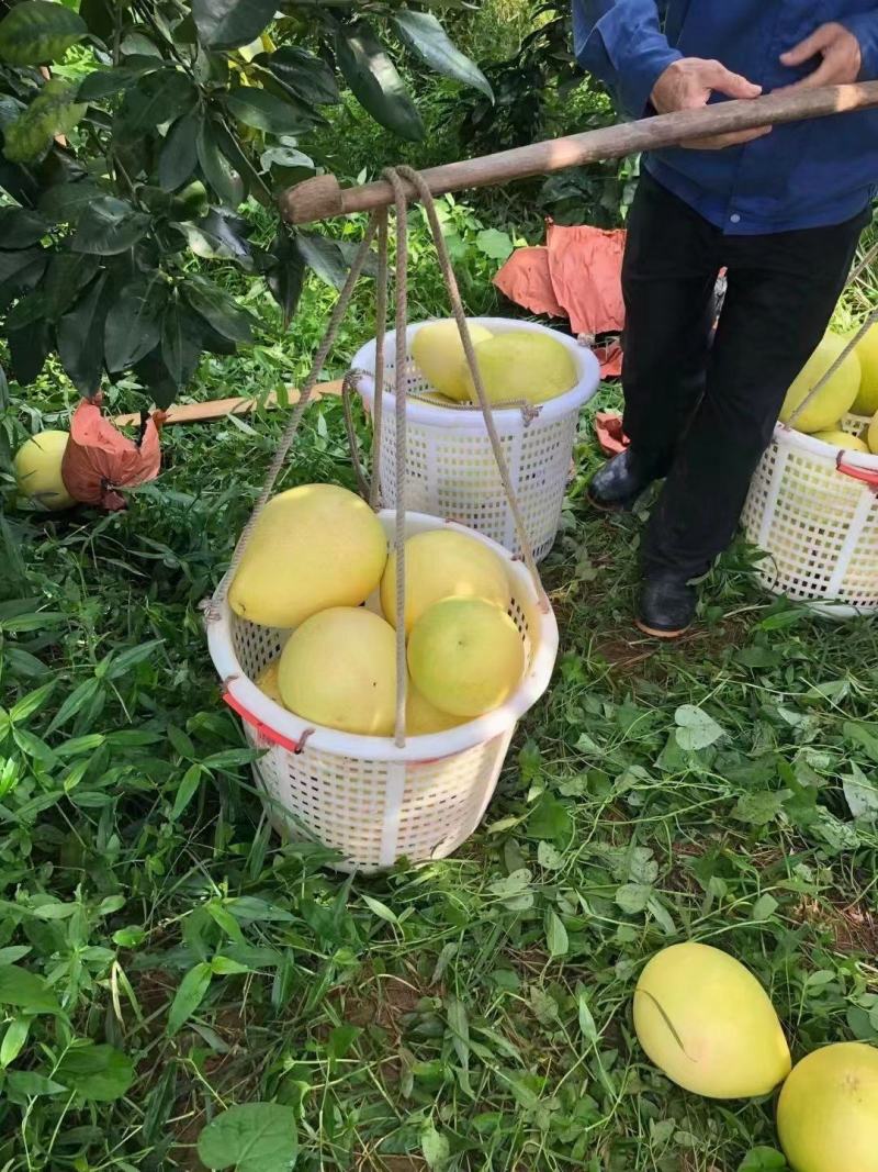 梅州蜜柚
