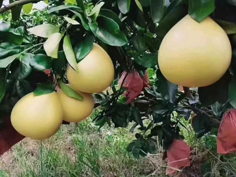 【🍊咬一口就爆汁！这颗“蜜柚甜过初恋！💖】