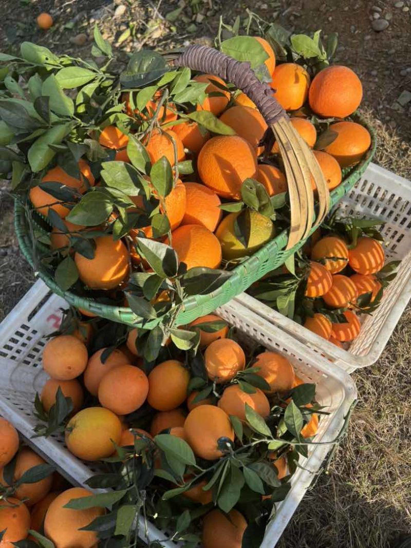 纽荷尔脐橙