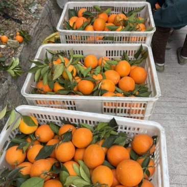 纽荷尔脐橙