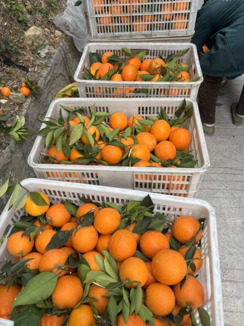 纽荷尔脐橙