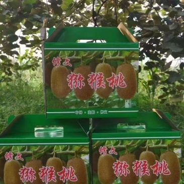 正宗修文猕猴桃，欢迎订购