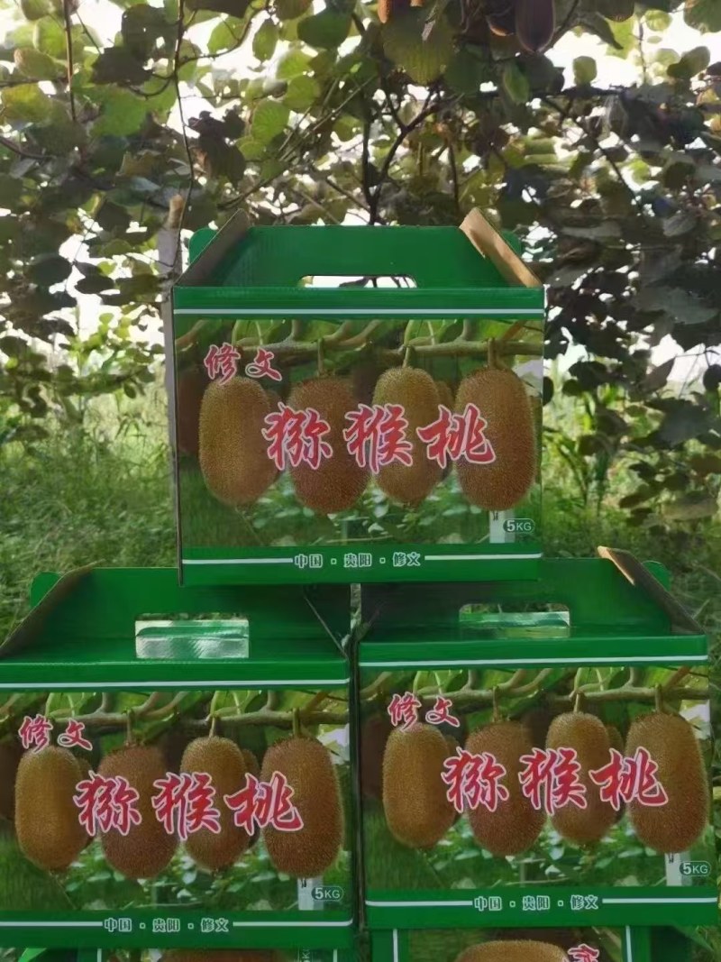 正宗修文猕猴桃，欢迎订购