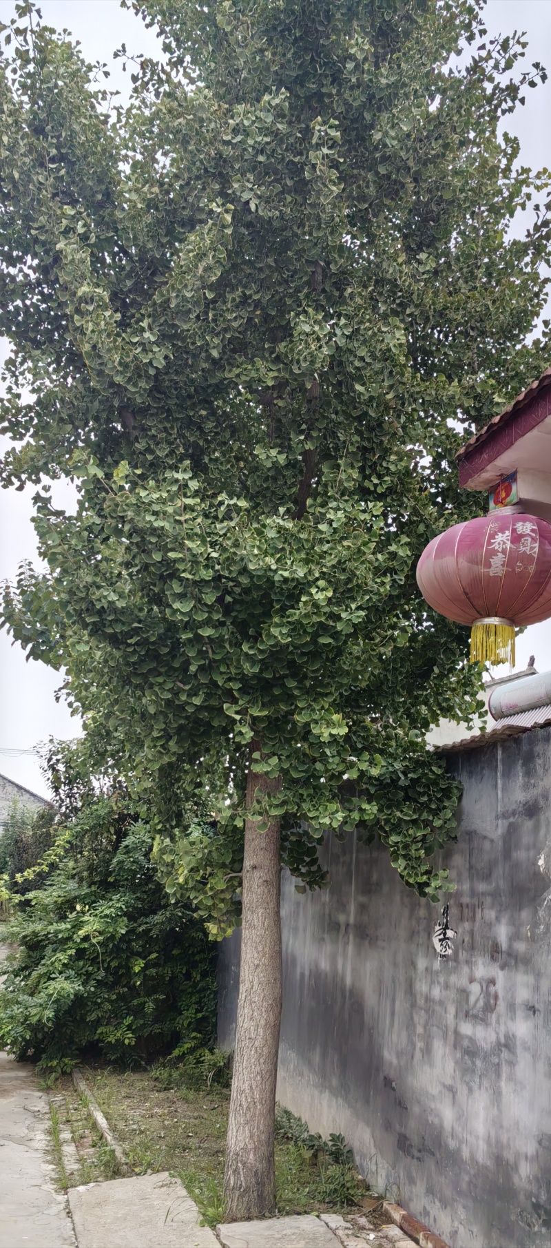 银杏树，八十公分粗，