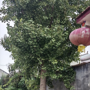 银杏树，八十公分粗，