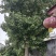 银杏树，八十公分粗，