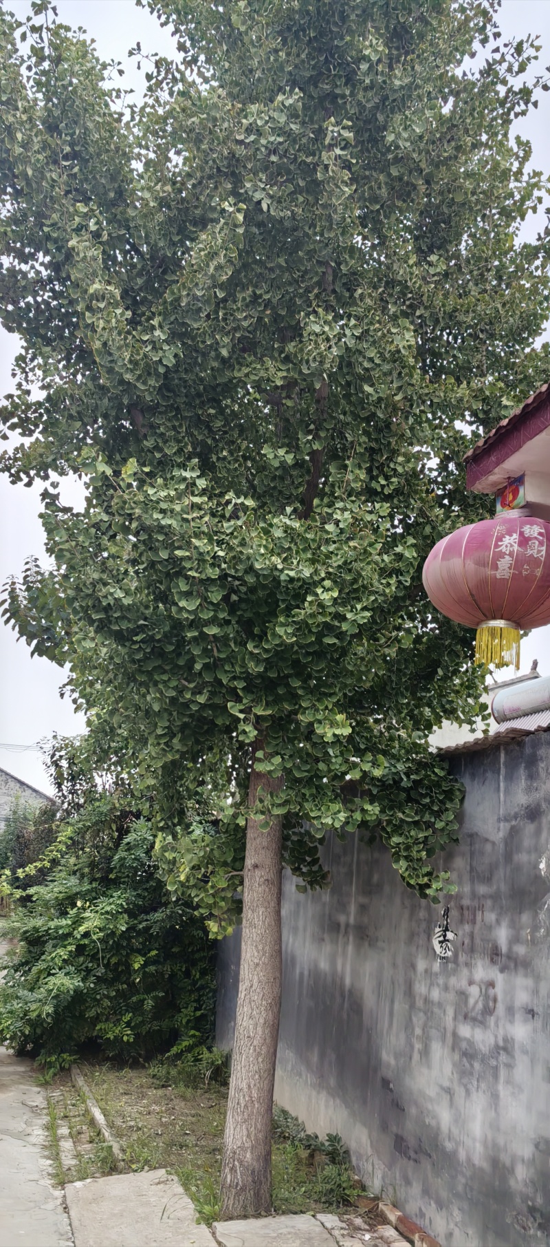 银杏树，八十公分粗，