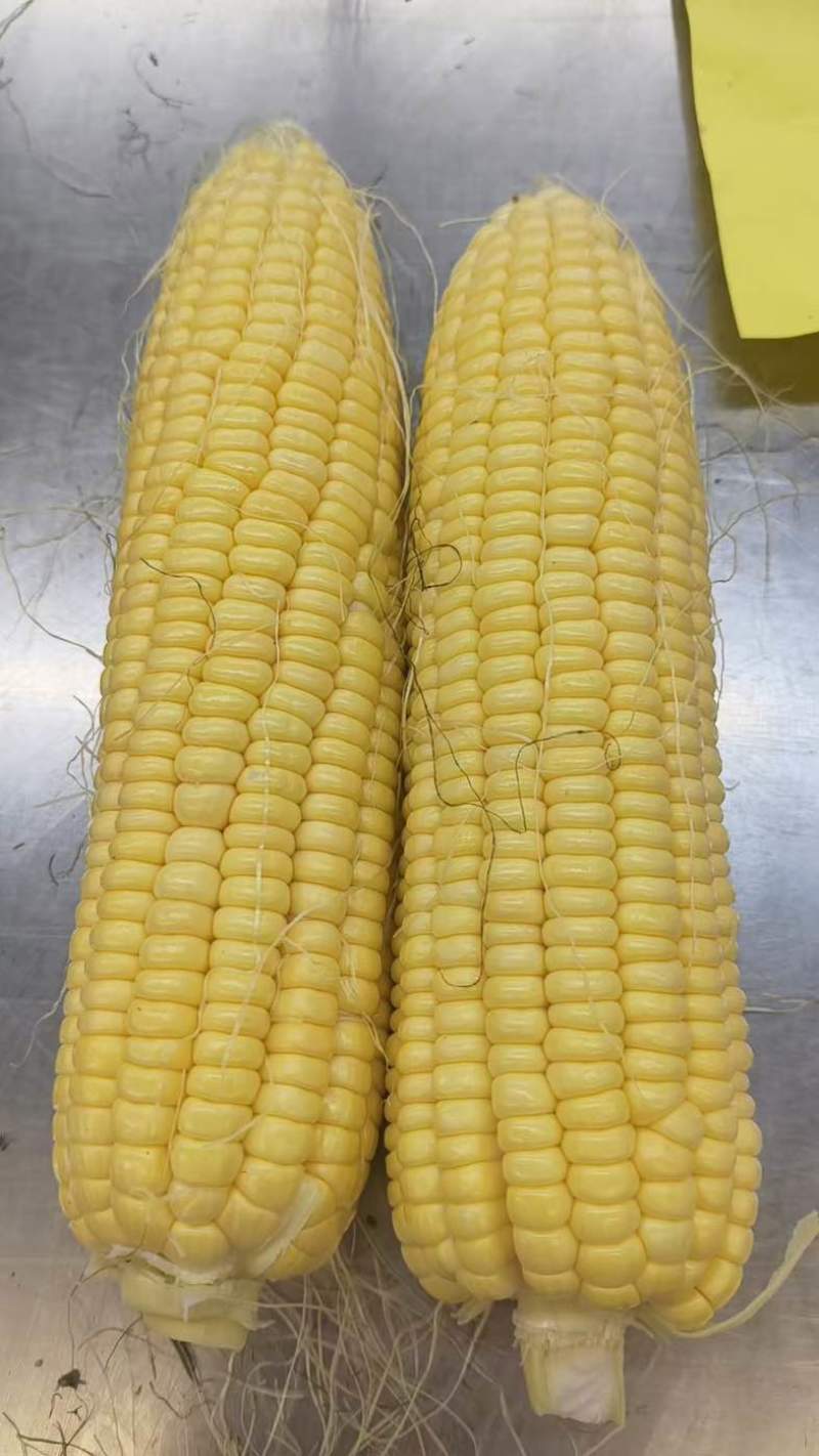 闽双玉米