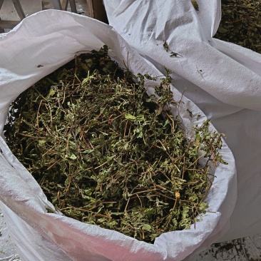薄荷头
