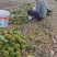 阳春板栗