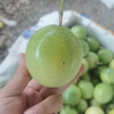百香果