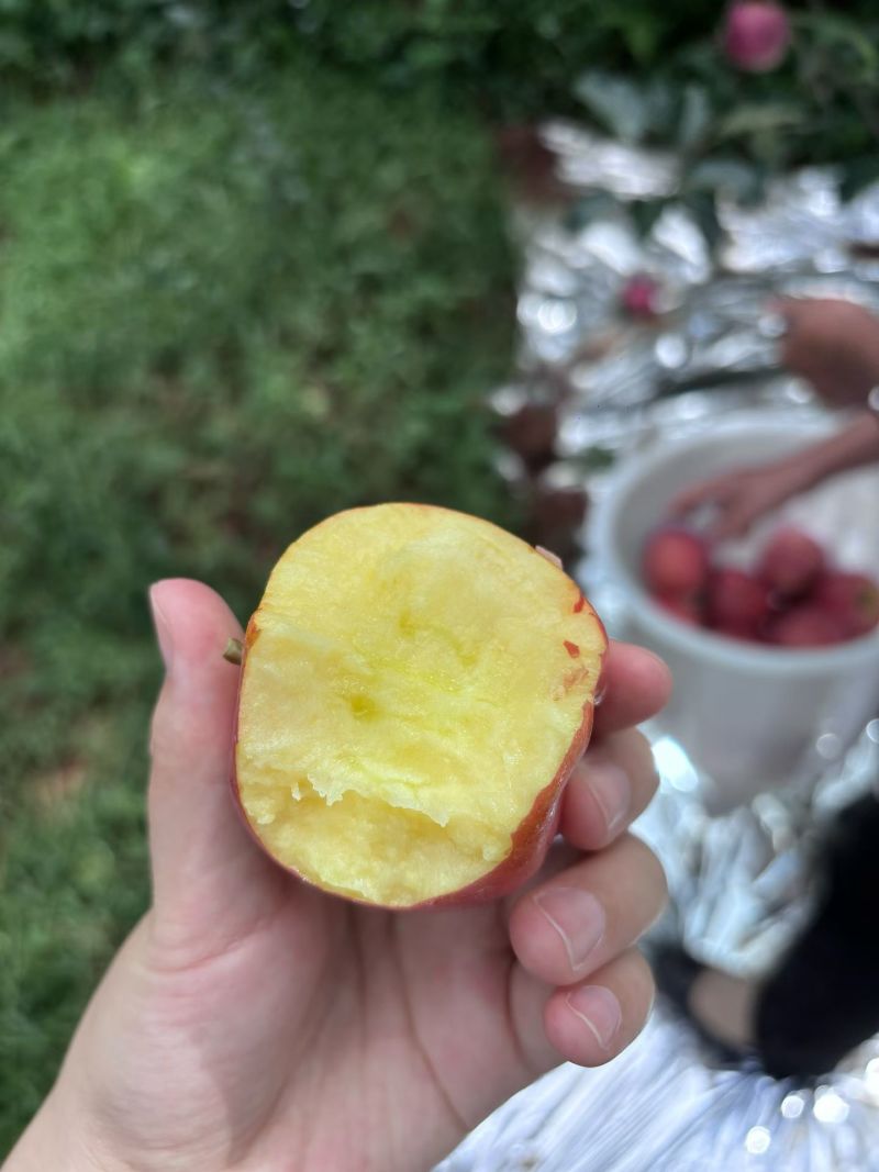 云南昭通丑苹果