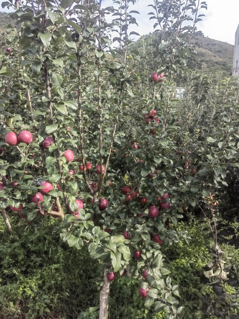 云南昭通丑苹果