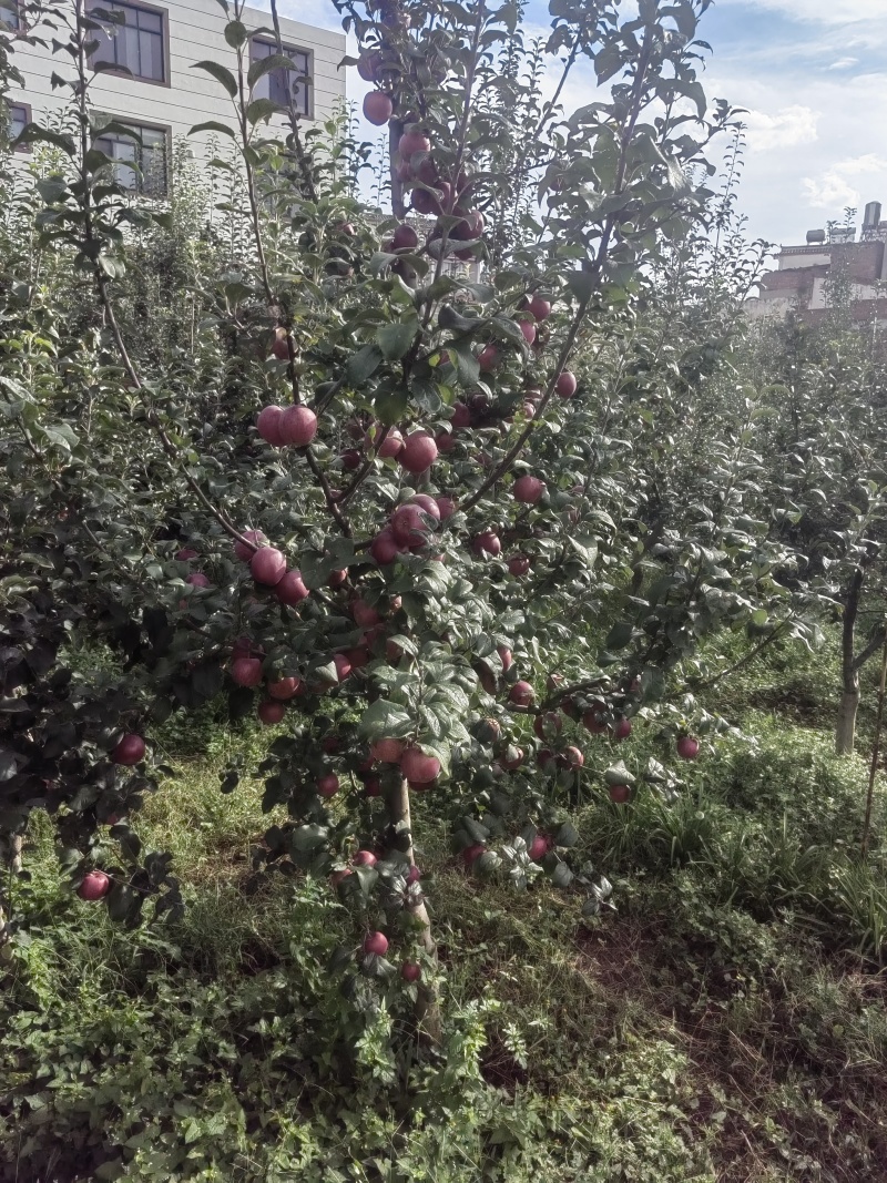 云南昭通丑苹果