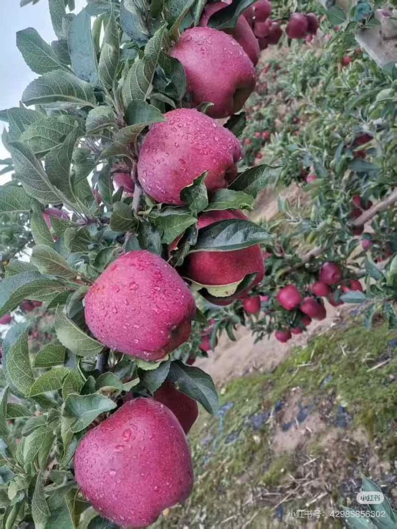 礼县花牛