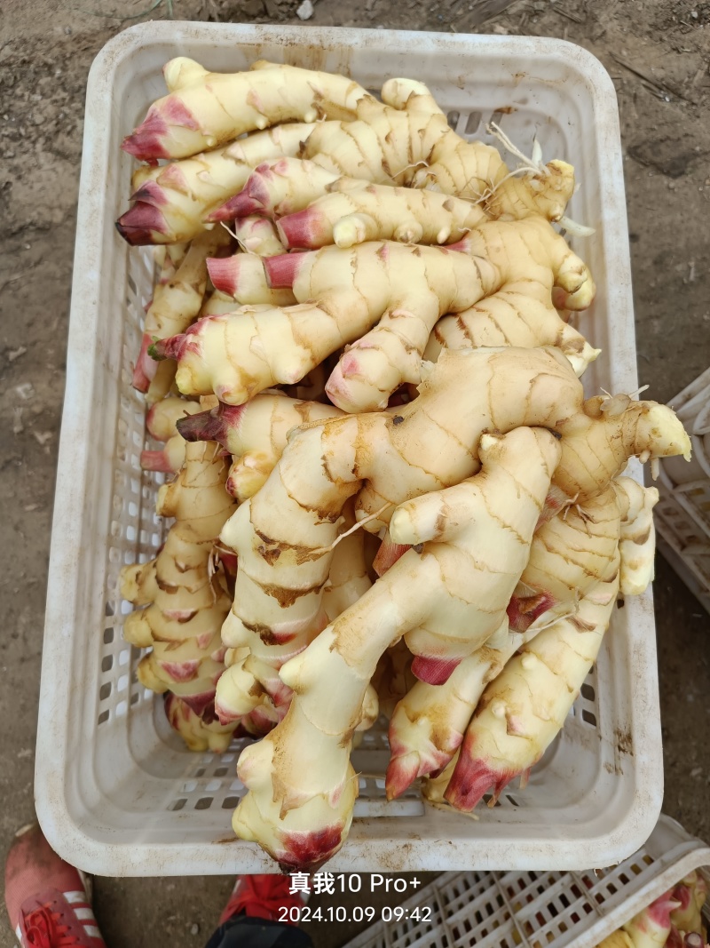 精品大姜