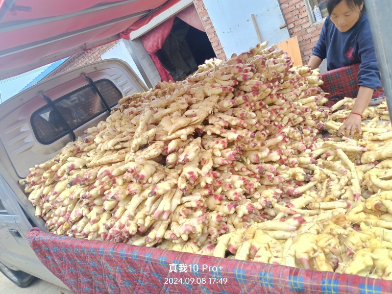 精品大姜