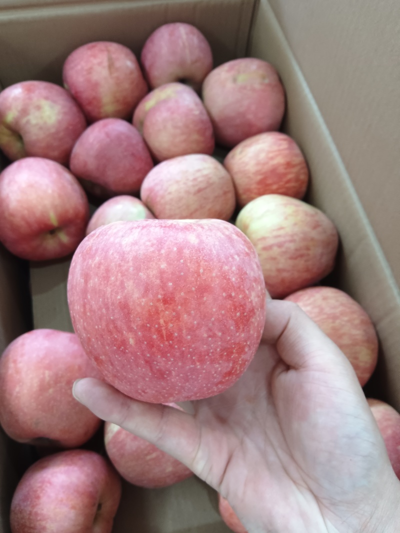 昭通苹果🍎