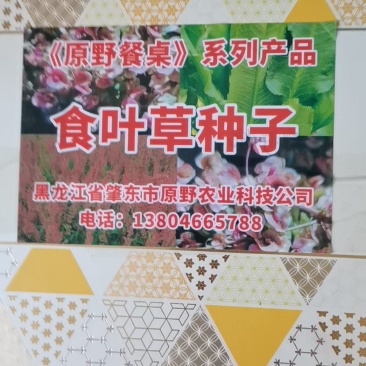 食叶草种子销售量大优惠