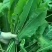 食叶草种子销售量大优惠