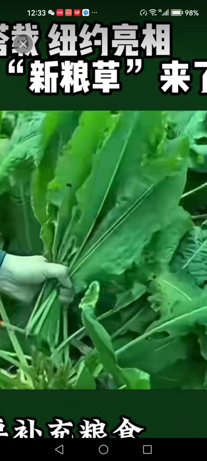 食叶草种子销售量大优惠