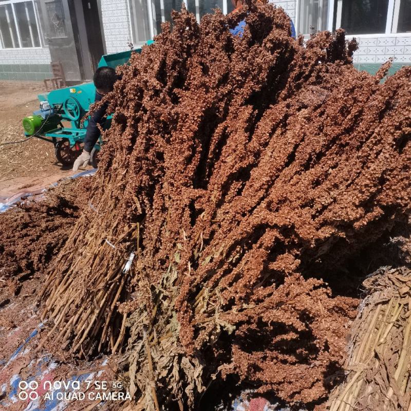 食叶草种子销售量大优惠