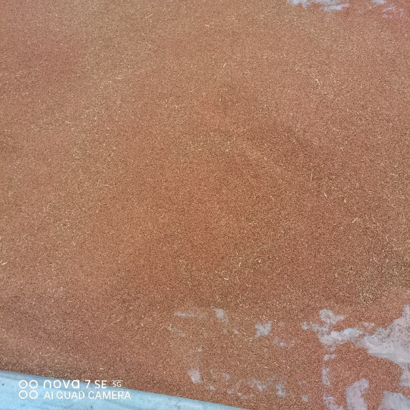 食叶草种子销售量大优惠