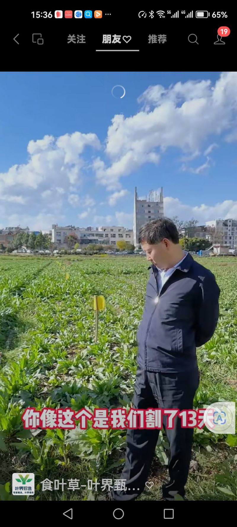 食叶草种子销售量大优惠