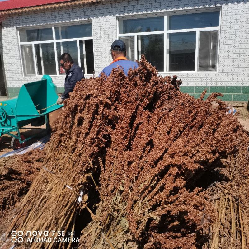 食叶草种子销售量大优惠