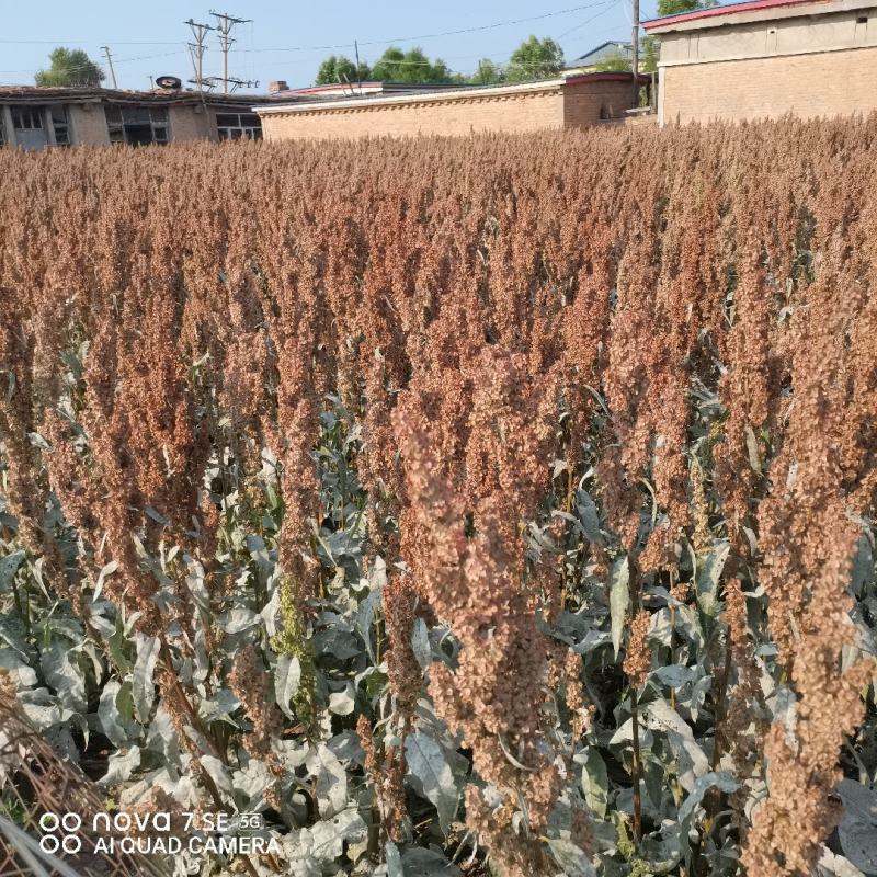 食叶草种子销售量大优惠