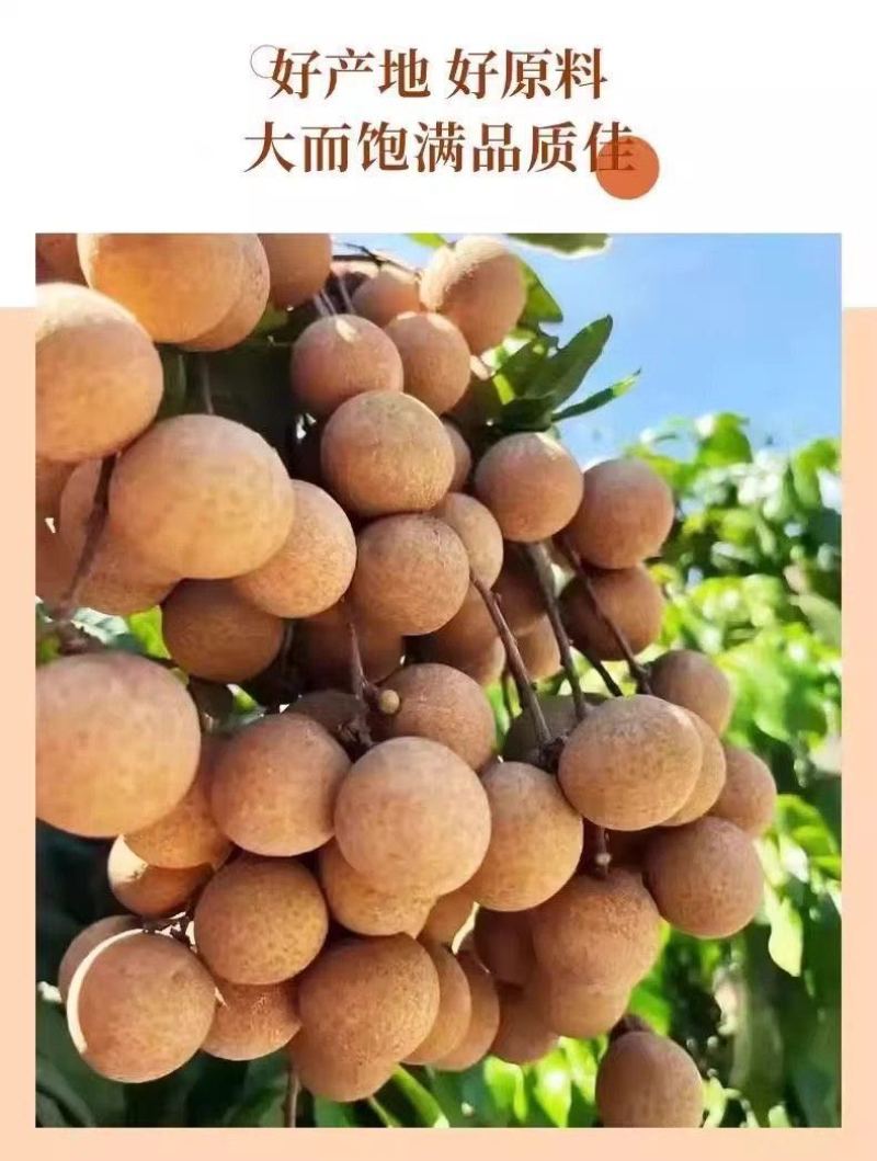 桂圆干